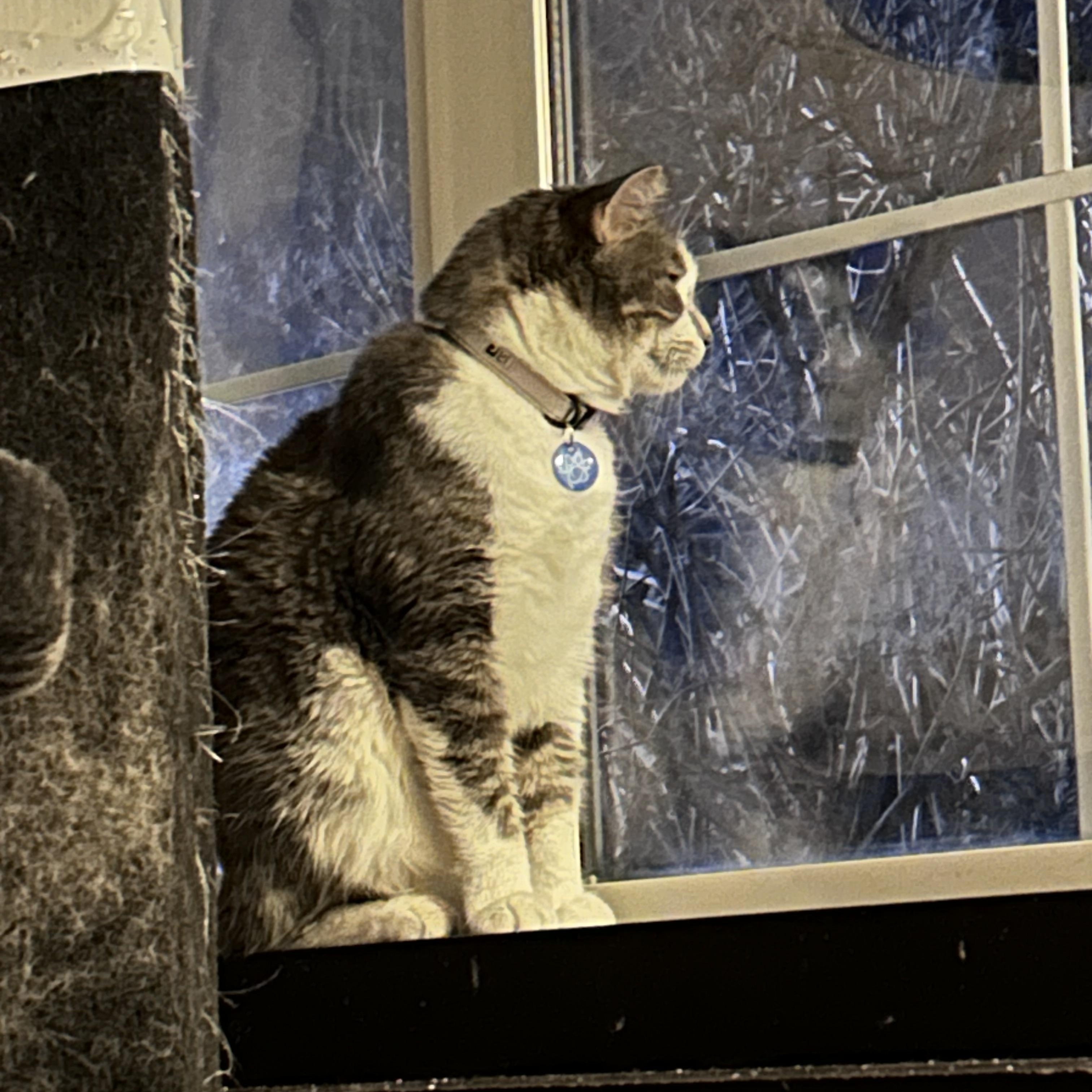 Enlarge Honey Mack, a ADOPTABLE Domestic Short Hair in Shakopee, MN image 4/6