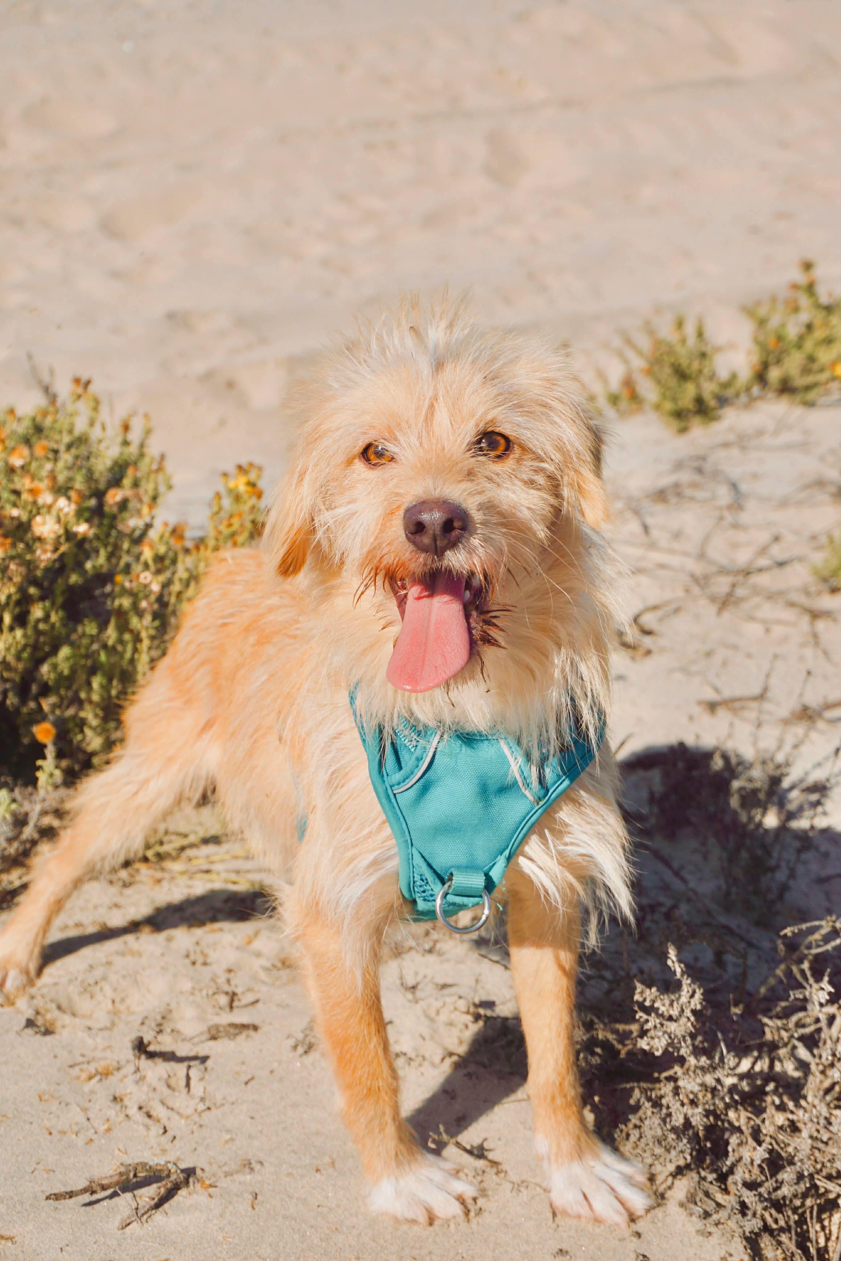 Bengy, Adoptable, Young Male West Highland White Terrier / Westie & Wheaten Terrier.