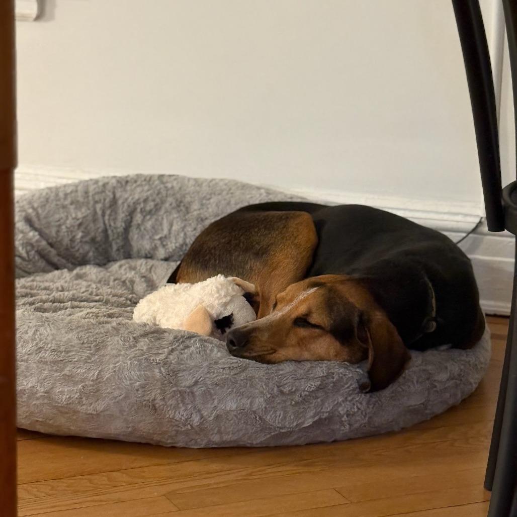 NY Finn (Home in Brooklyn), Adoptable, Adult Female Bluetick Coonhound & Beagle.