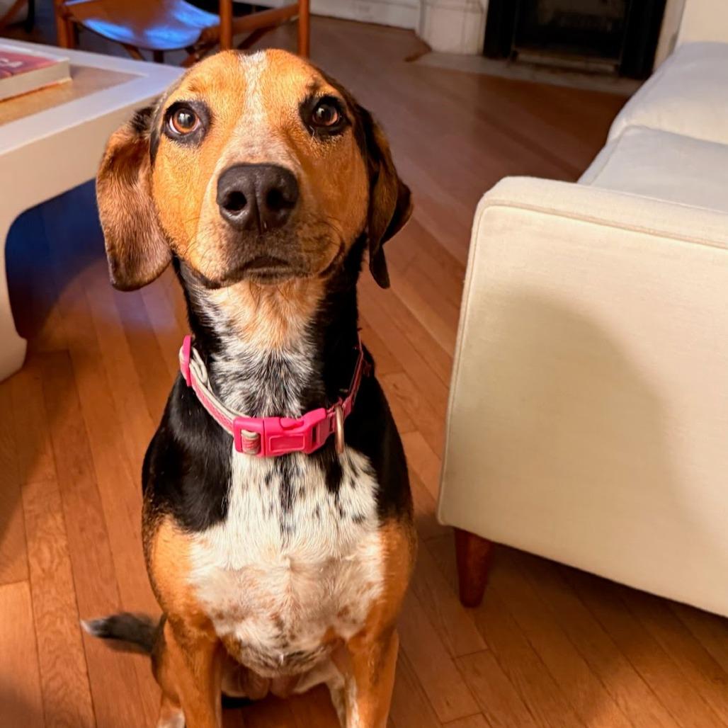 NY Finn (Home in Brooklyn), a Adoptable mixed breed in Stormville, NY image 2/5