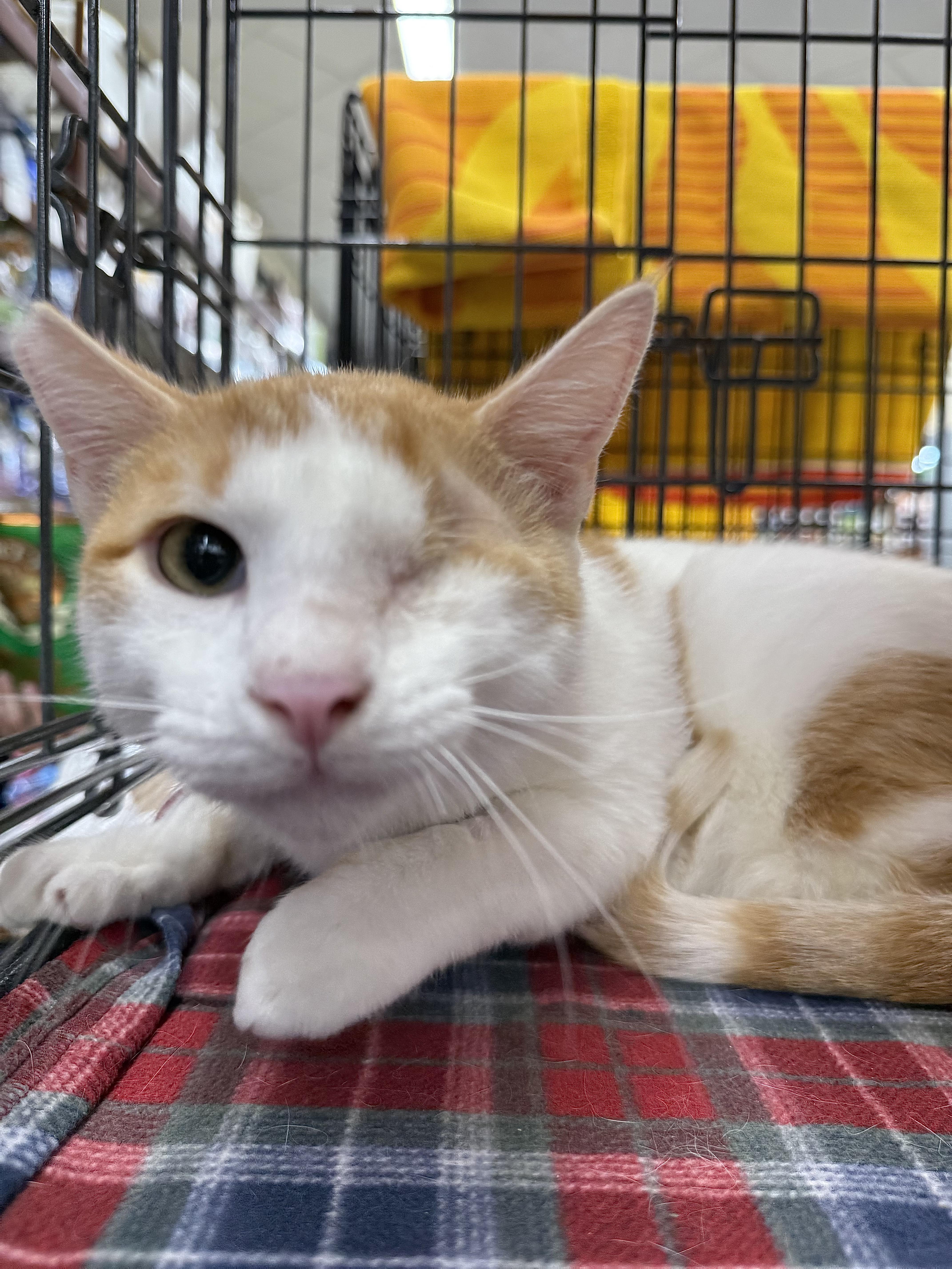 Sheldon (ADOPTED!), adopted, Adult Male Domestic Short Hair.