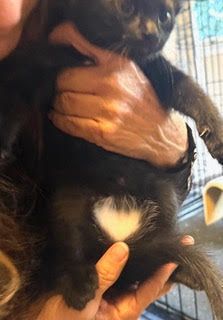 Tina, Adopted, Kitten Female Domestic Short Hair.