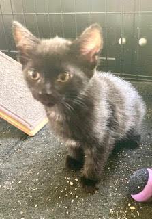 Enlarge Tina, a Adopted Domestic Short Hair in Half Moon Bay, CA image 2/2