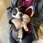 Enlarge Prancy 60223717, a ADOPTABLE Mixed Breed in Harvey , LA image 2/2