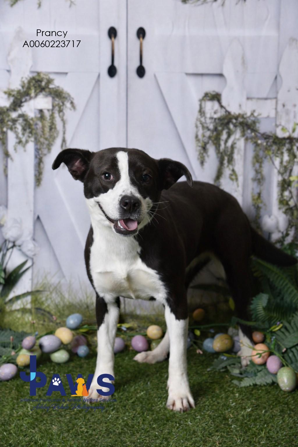 Enlarge Prancy 60223717, a ADOPTABLE Mixed Breed in Harvey , LA image 1/2