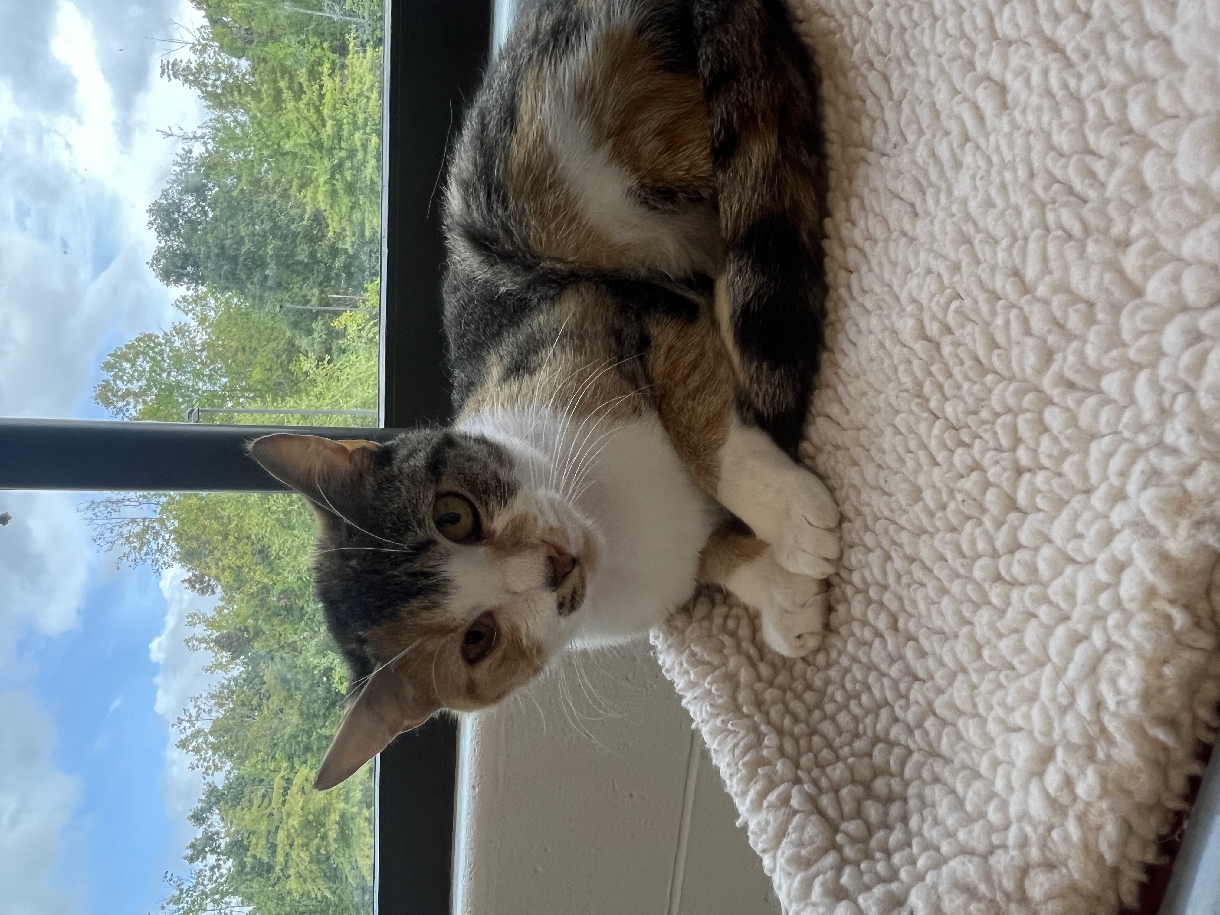Cat for adoption Eggs, a Domestic Short Hair in Stafford, VA Petfinder
