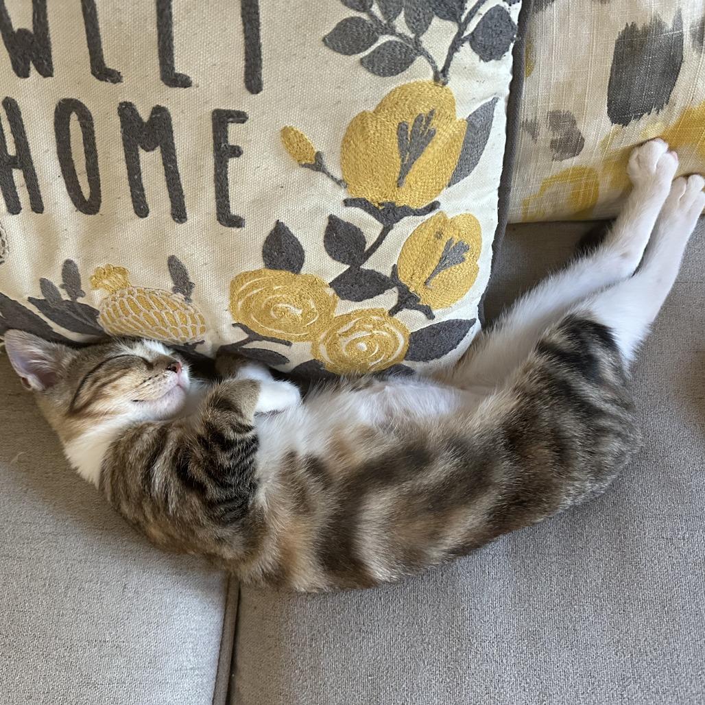 Jasmine, Adoptable, Kitten Female Domestic Short Hair.