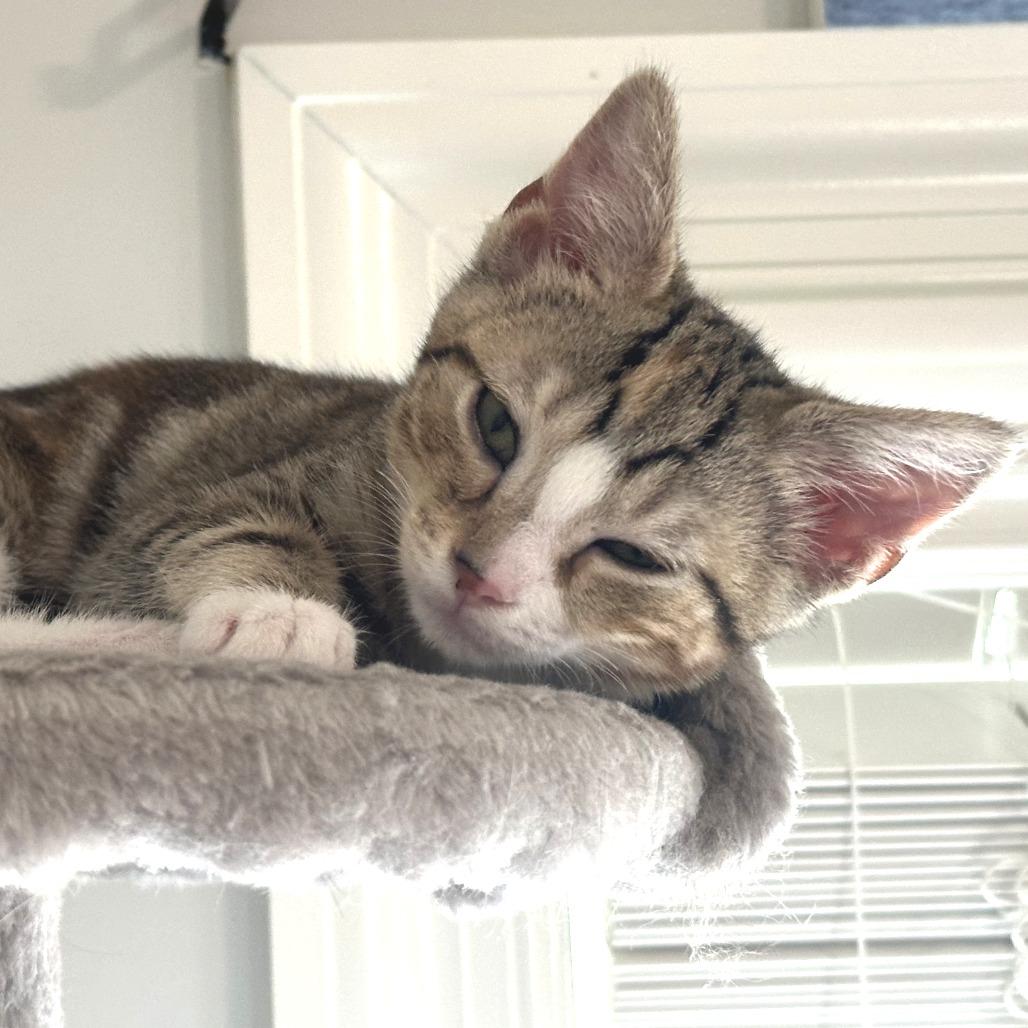 Enlarge Jasmine, a Adoptable Domestic Short Hair in Huntsville, AL image 2/4