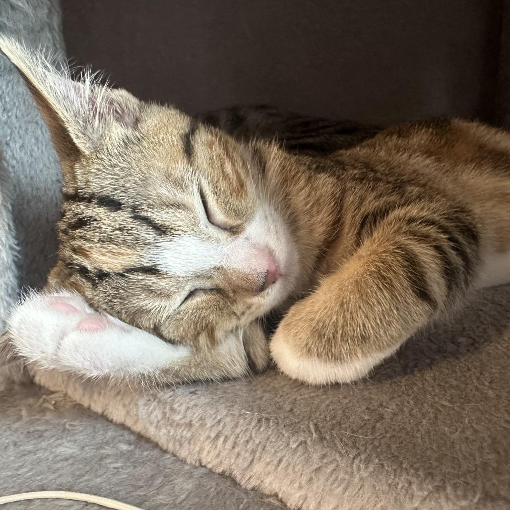 Enlarge Jasmine, a Adoptable Domestic Short Hair in Huntsville, AL image 3/4