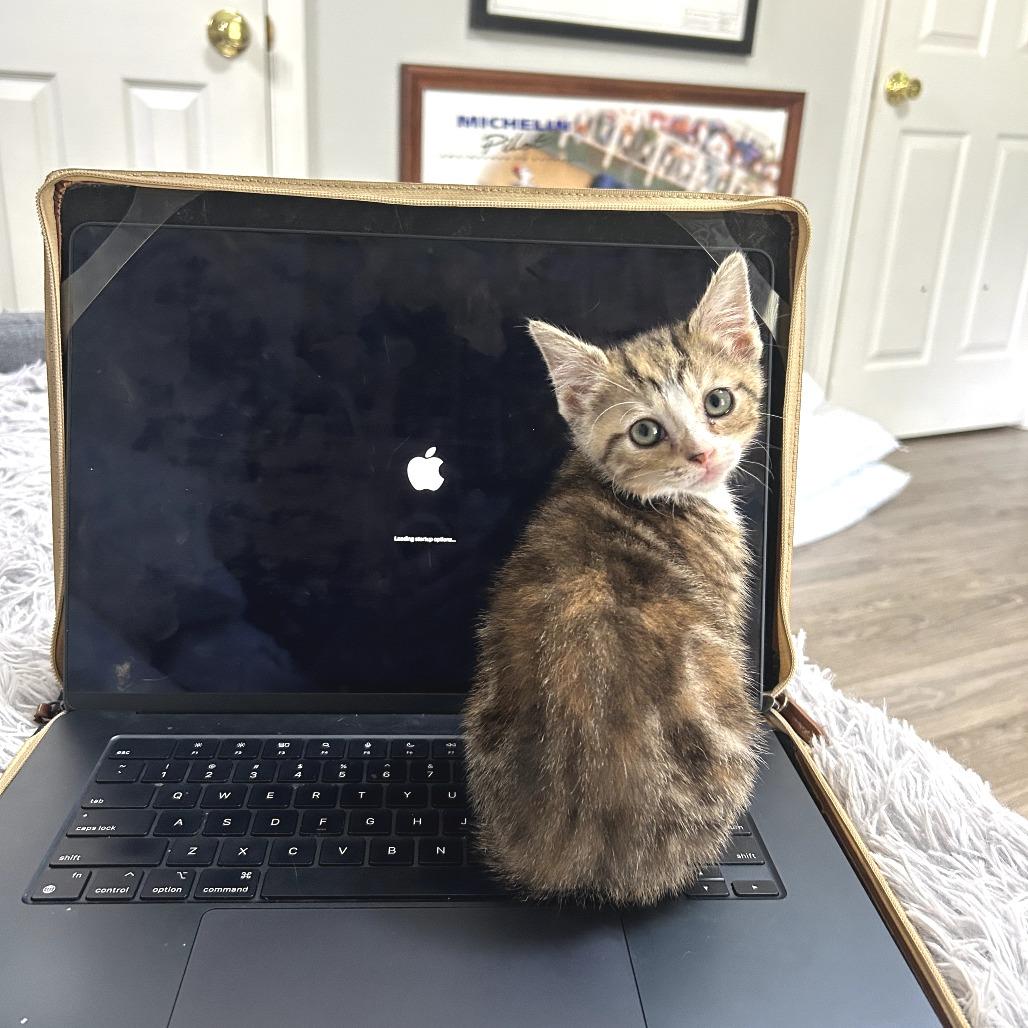 Enlarge Jasmine, a Adoptable Domestic Short Hair in Huntsville, AL image 4/4