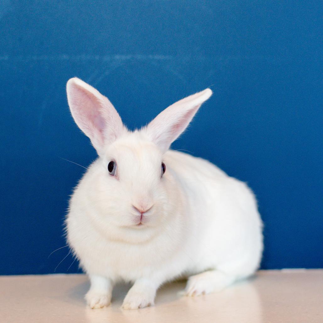 Applebee, Adoptable, Adult Female American.