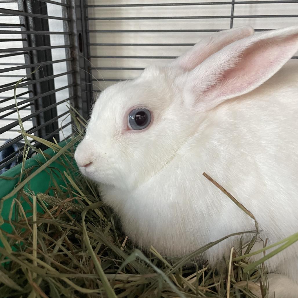 Enlarge Applebee, a Adoptable American in Warwick, RI image 2/2