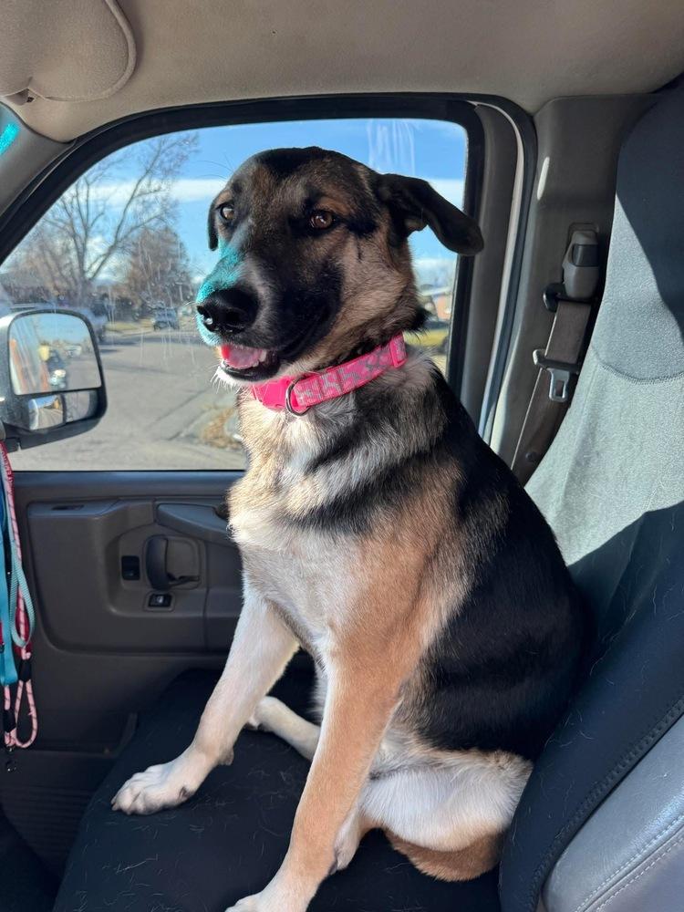 Trixie from Wortham, Adoptable, Young Female German Shepherd Dog.