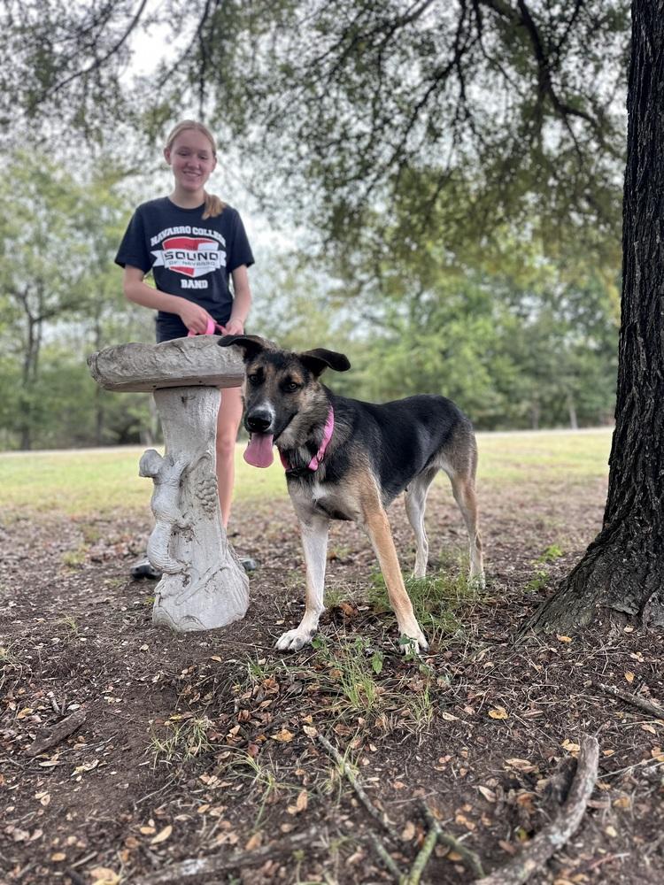 Enlarge Trixie from Wortham, a Adoptable mixed breed in Denver, CO image 2/6