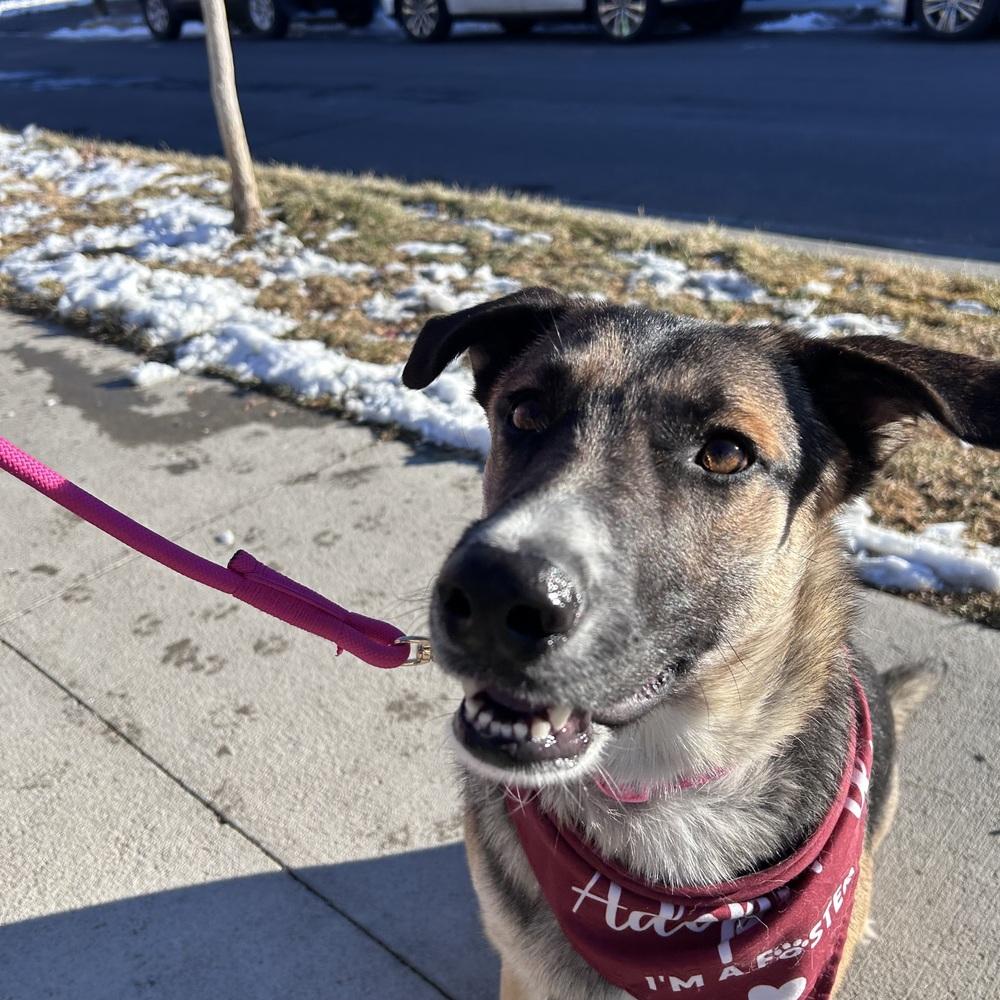 Trixie from Wortham, Adoptable, Young Female German Shepherd Dog.