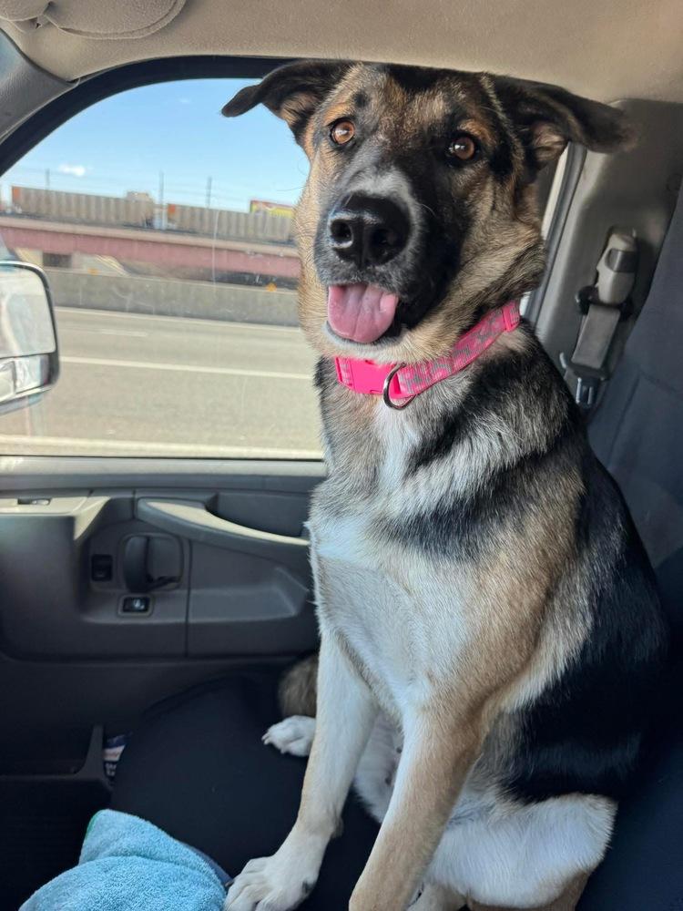 Trixie from Wortham, Adoptable, Young Female German Shepherd Dog.