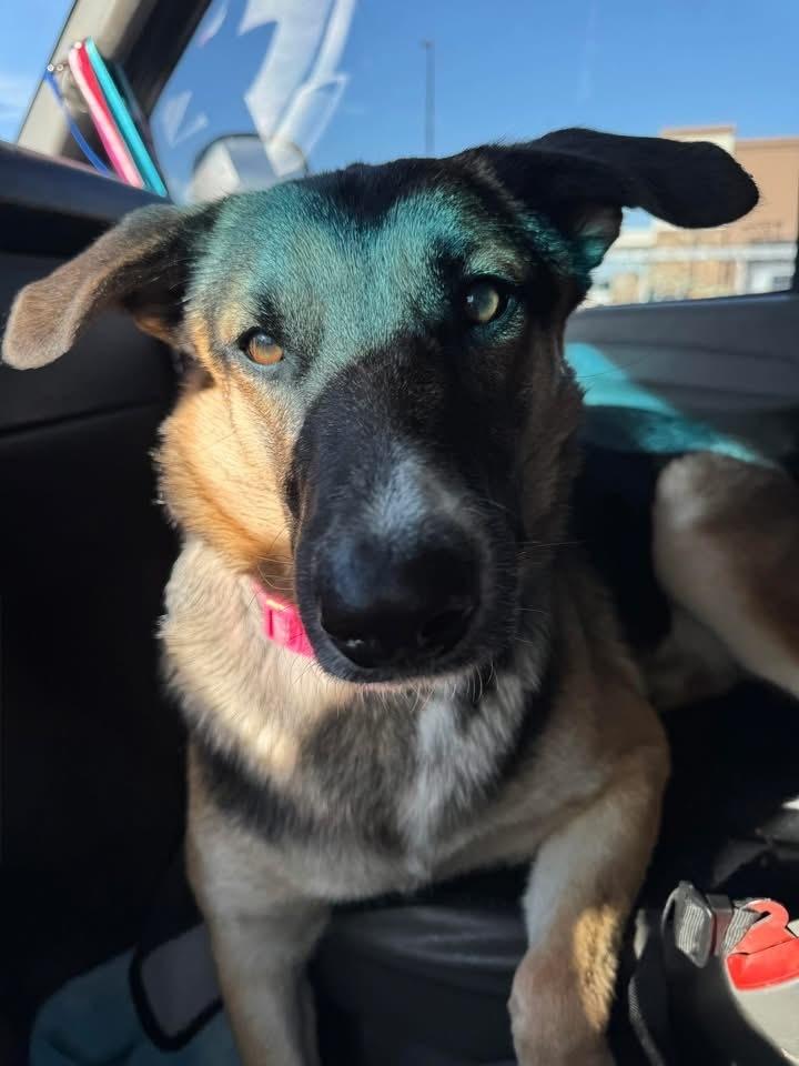 Enlarge Trixie from Wortham, a Adoptable mixed breed in Denver, CO image 5/6