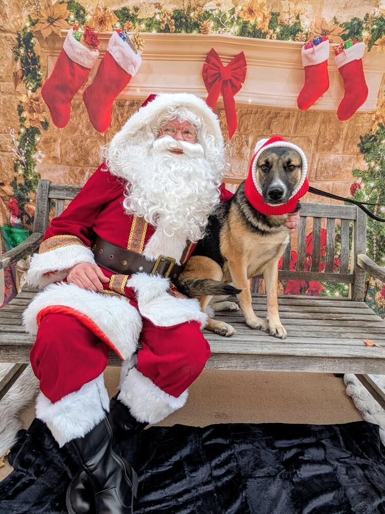 Enlarge Trixie from Wortham, a Adoptable mixed breed in Denver, CO image 5/6