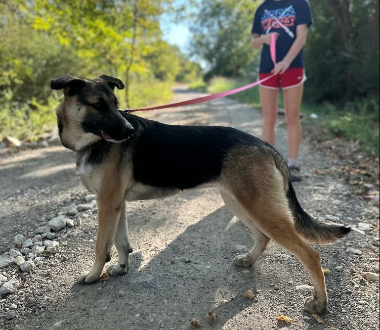 Enlarge Trixie from Wortham, a Adoptable mixed breed in Denver, CO image 6/6