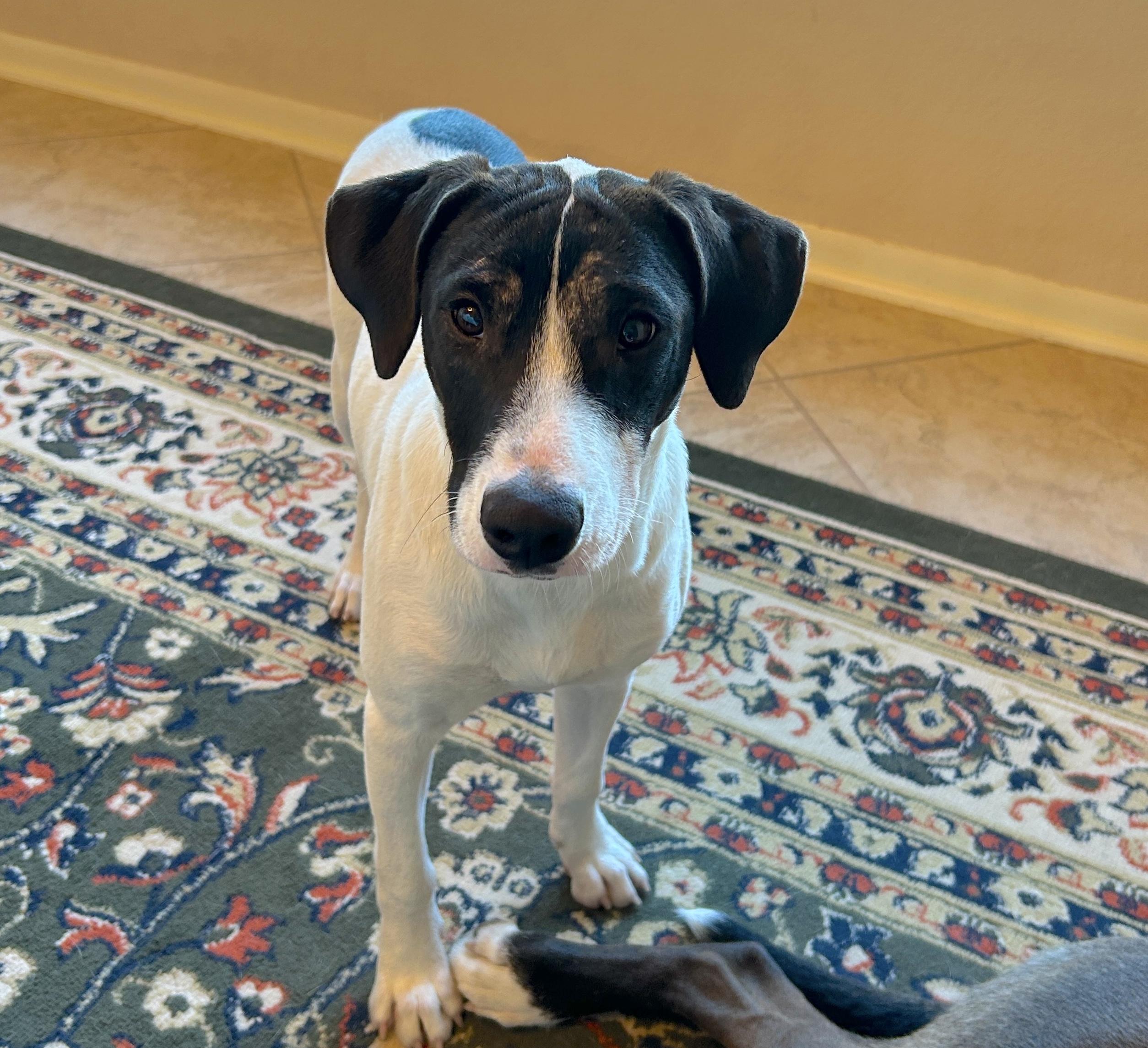 Inka — thumbnail 4