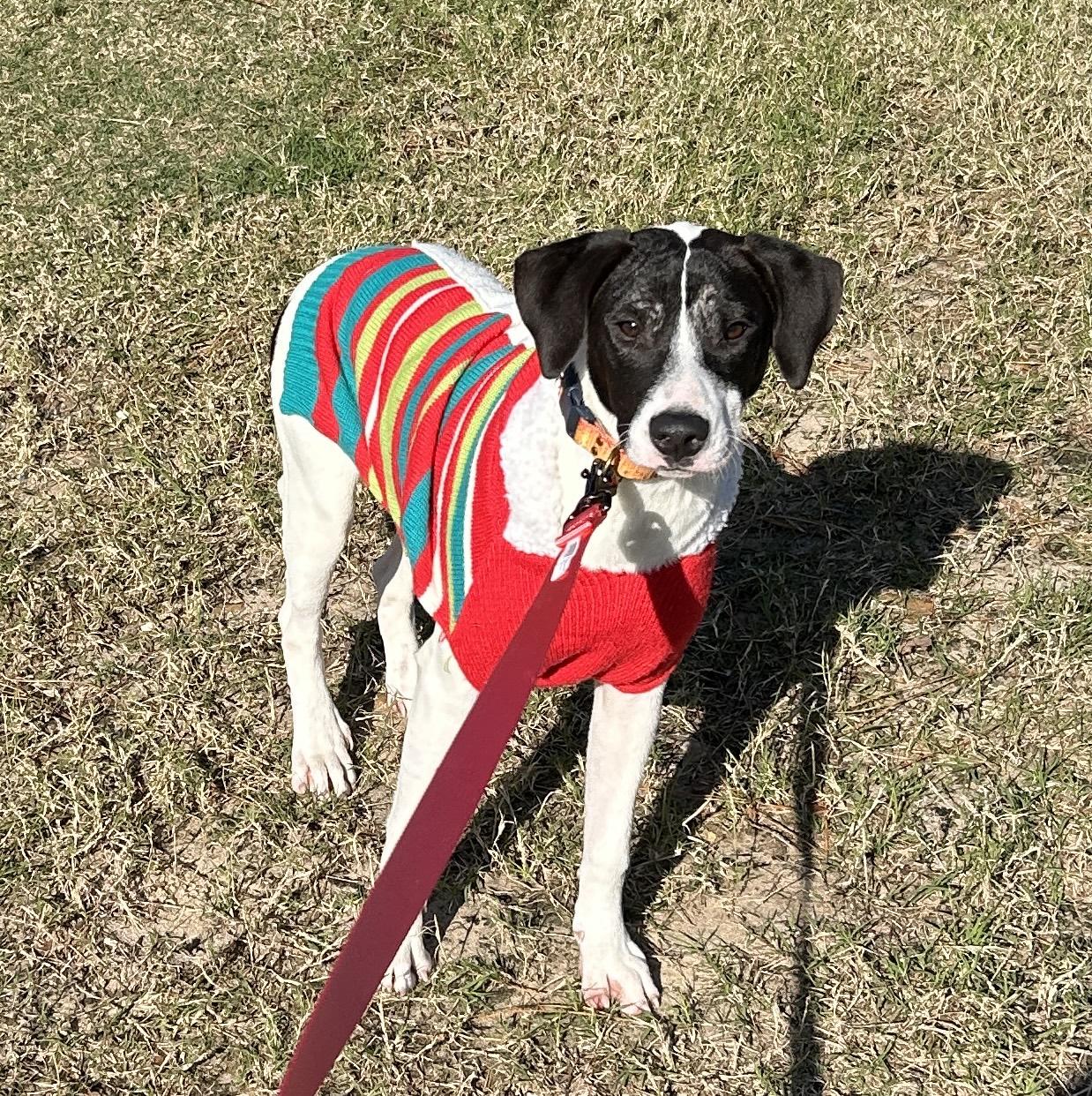 Inka — thumbnail 5