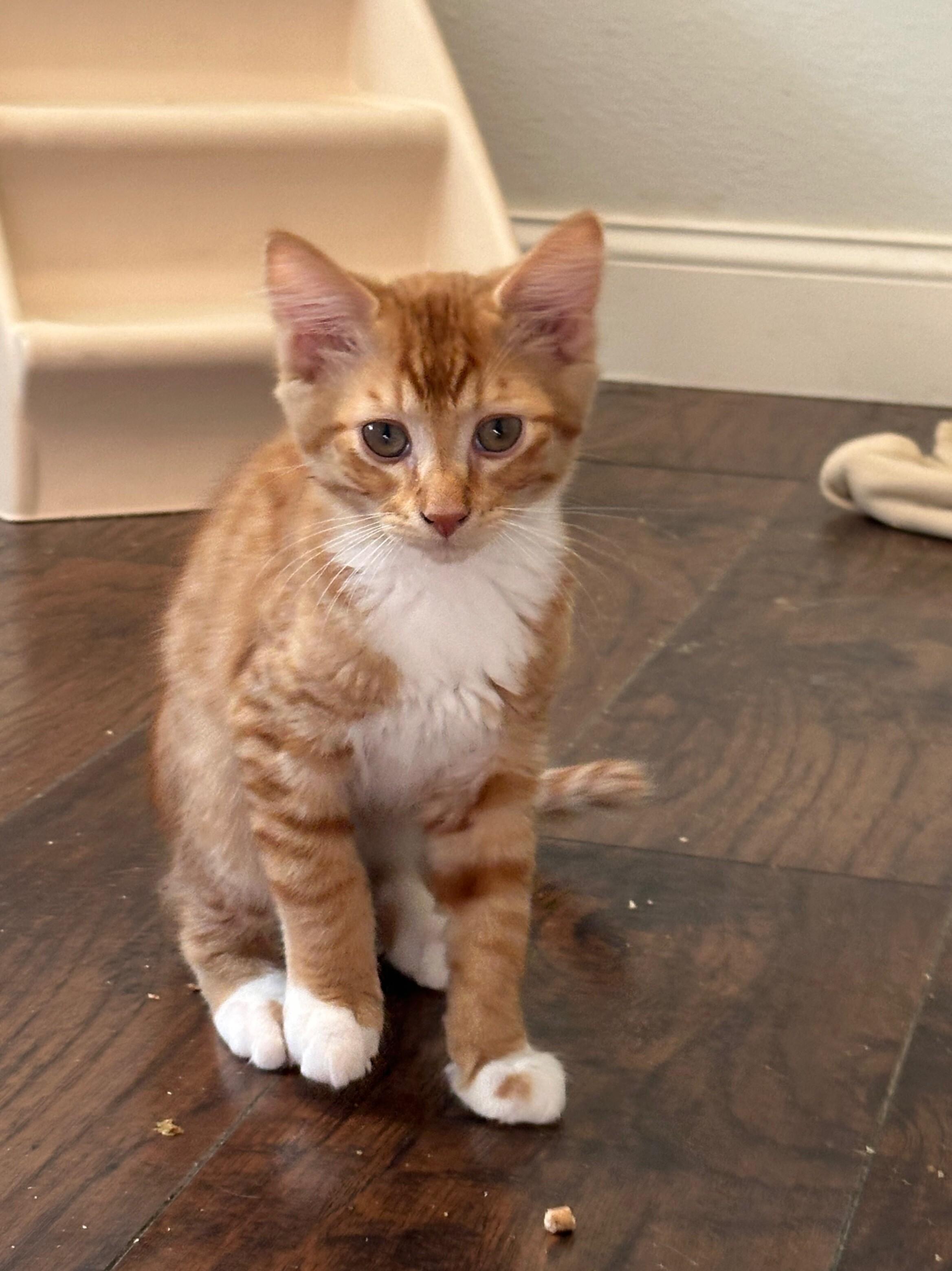 Enlarge Dobby, a Adoptable Domestic Medium Hair in Kennewick, WA image 1/5