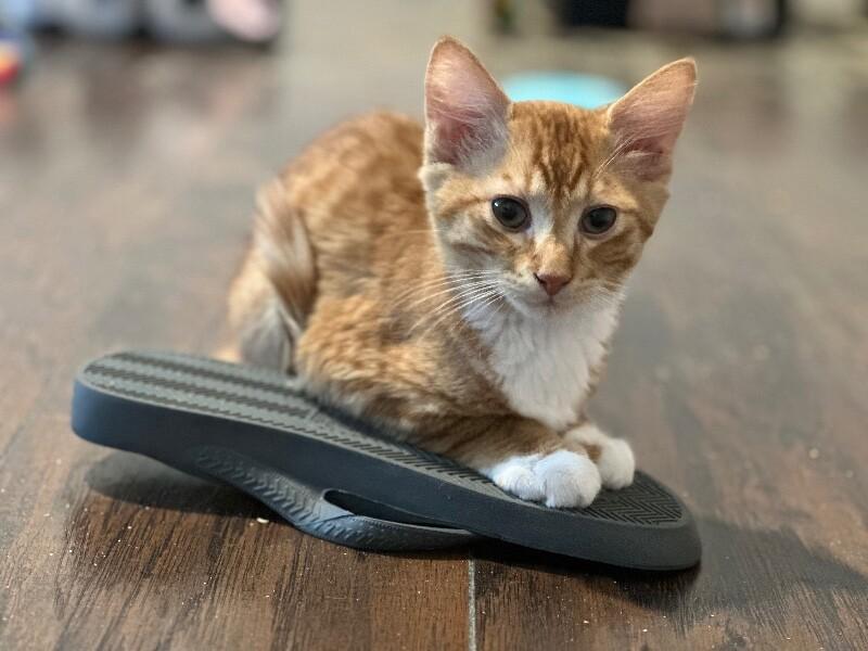 Enlarge Dobby, a Adoptable Domestic Medium Hair in Kennewick, WA image 2/5