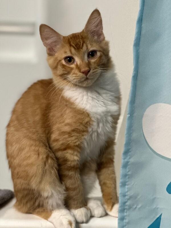 Enlarge Dobby, a Adoptable Domestic Medium Hair in Kennewick, WA image 3/5