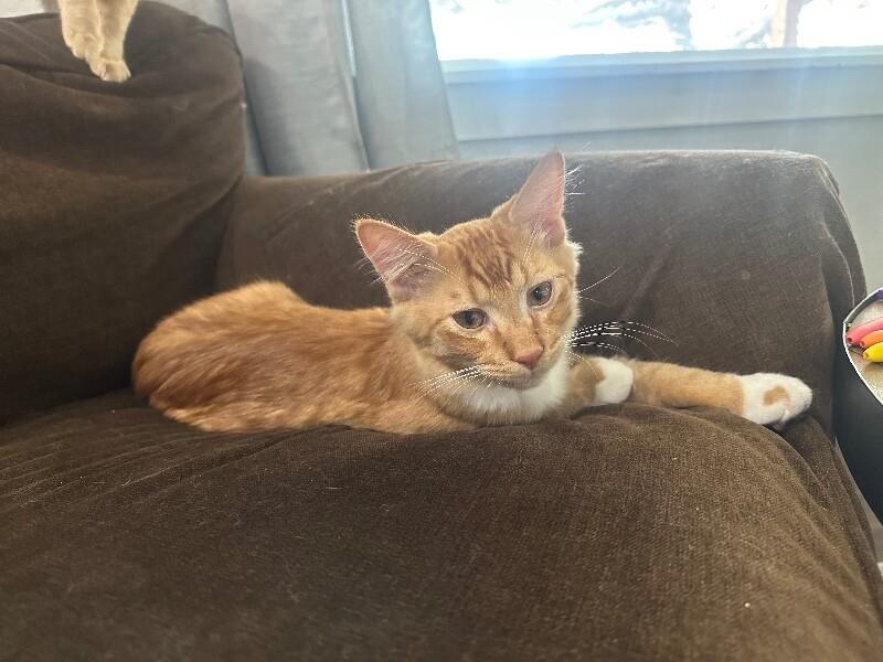 Enlarge Dobby, a Adoptable Domestic Medium Hair in Kennewick, WA image 4/5