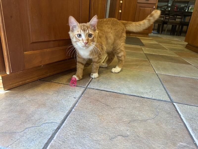 Enlarge Dobby, a Adoptable Domestic Medium Hair in Kennewick, WA image 5/5