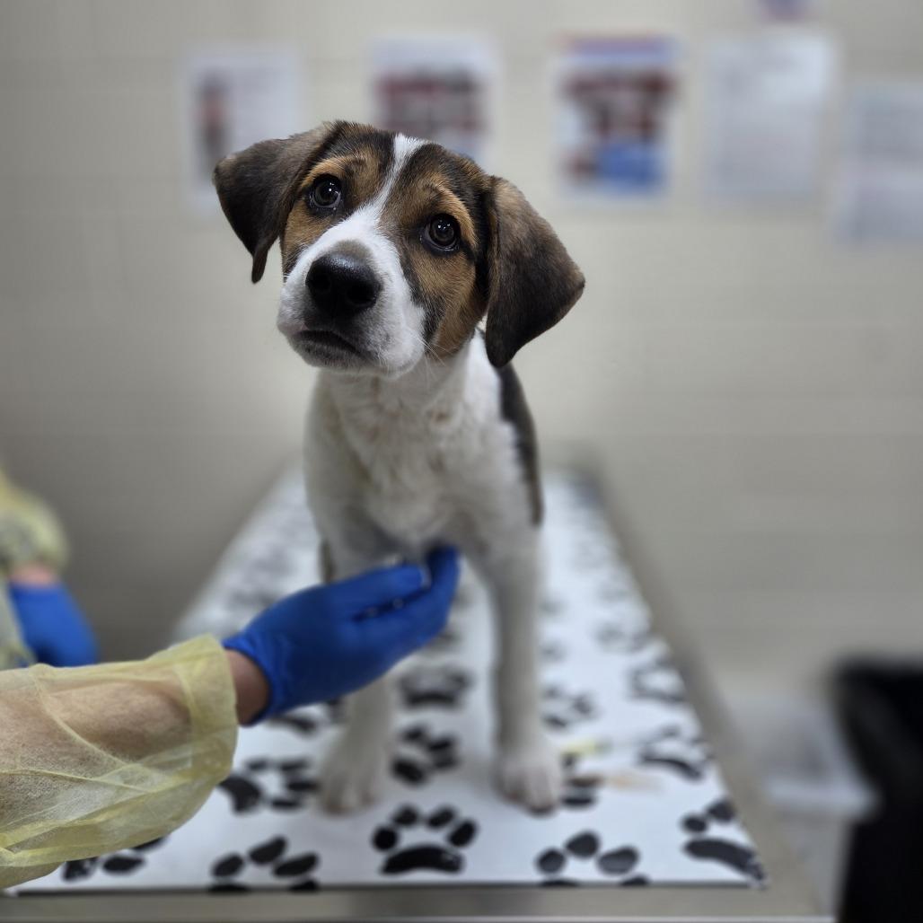 Ponyboy, a Adoptable mixed breed in Incline Village, NV image 1/4
