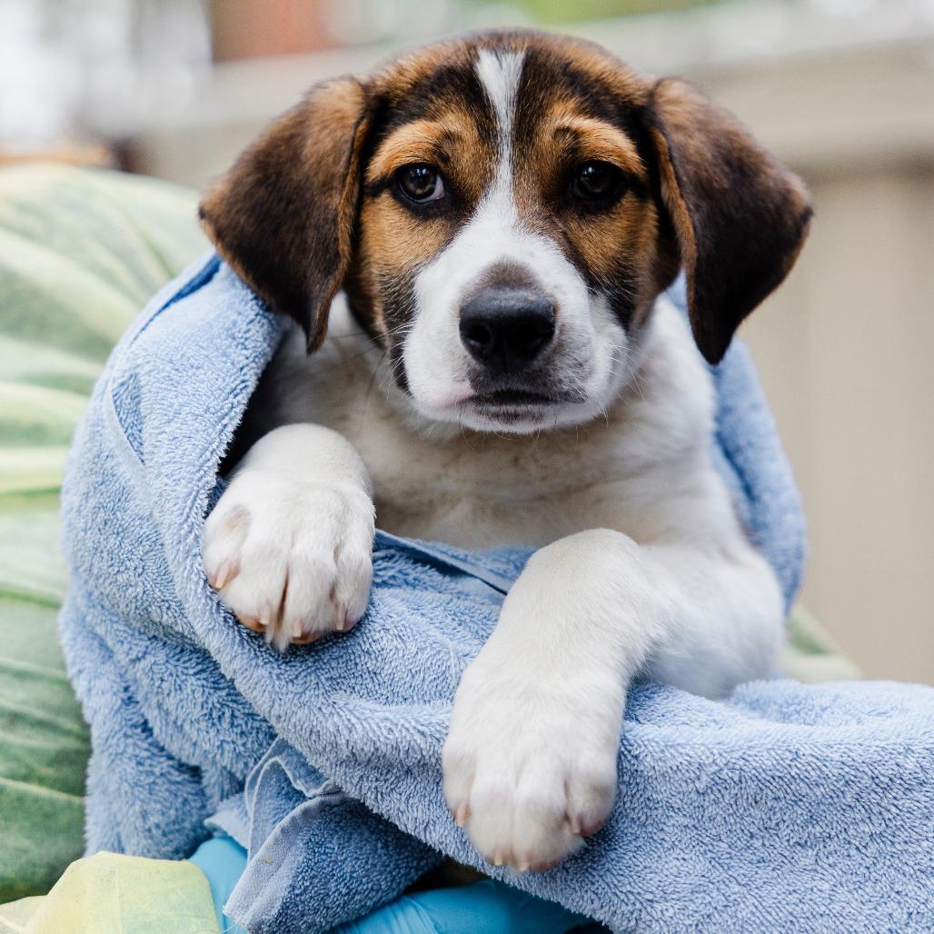 Ponyboy, a Adoptable mixed breed in Incline Village, NV image 2/4