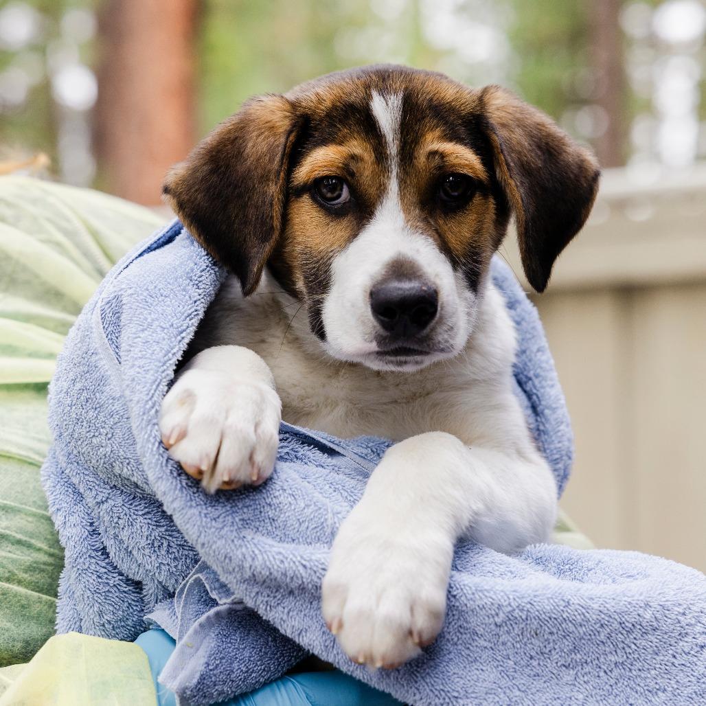 Ponyboy, a Adoptable mixed breed in Incline Village, NV image 3/4