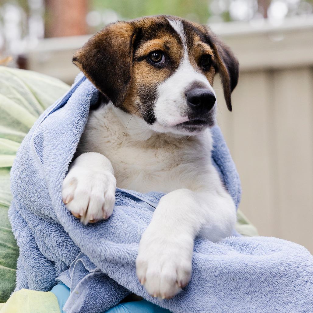 Ponyboy, a Adoptable mixed breed in Incline Village, NV image 4/4