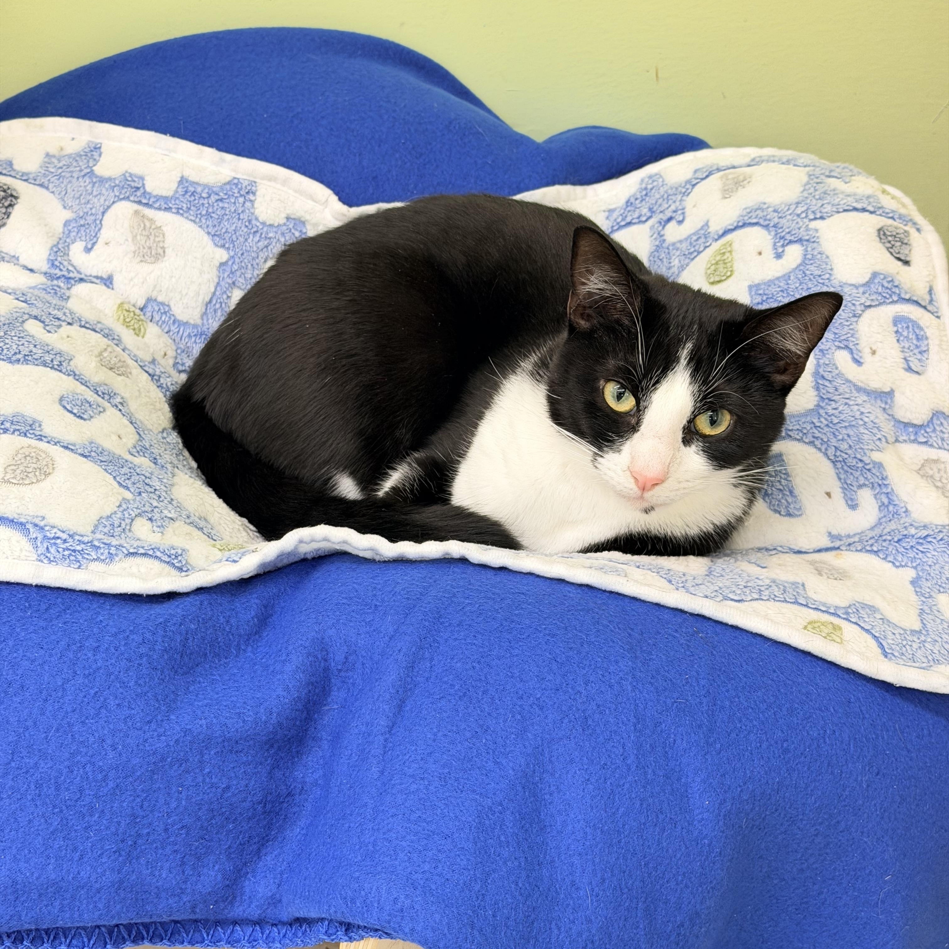 Enlarge Clyde, a ADOPTABLE Domestic Short Hair in Pawleys Island, SC image 3/4
