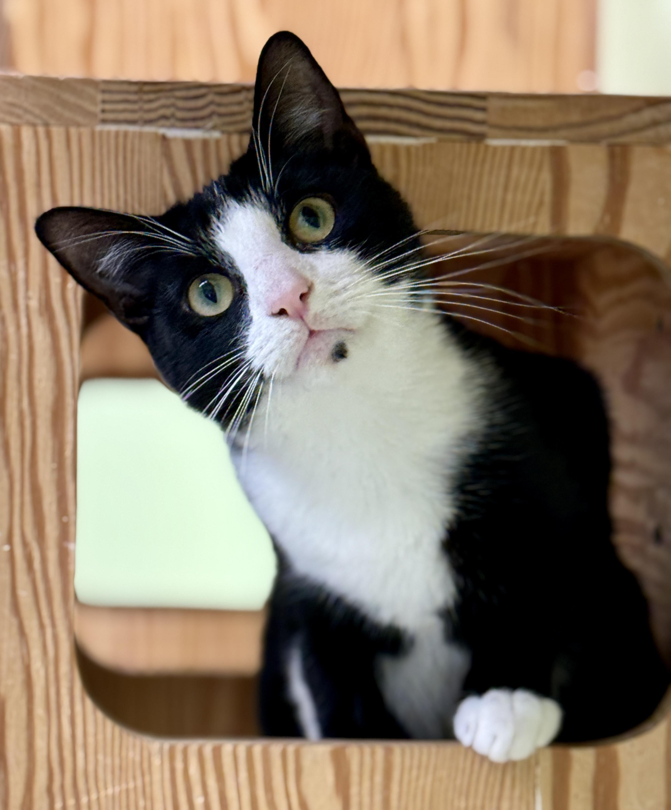 Enlarge Clyde, a ADOPTABLE Domestic Short Hair in Pawleys Island, SC image 1/4