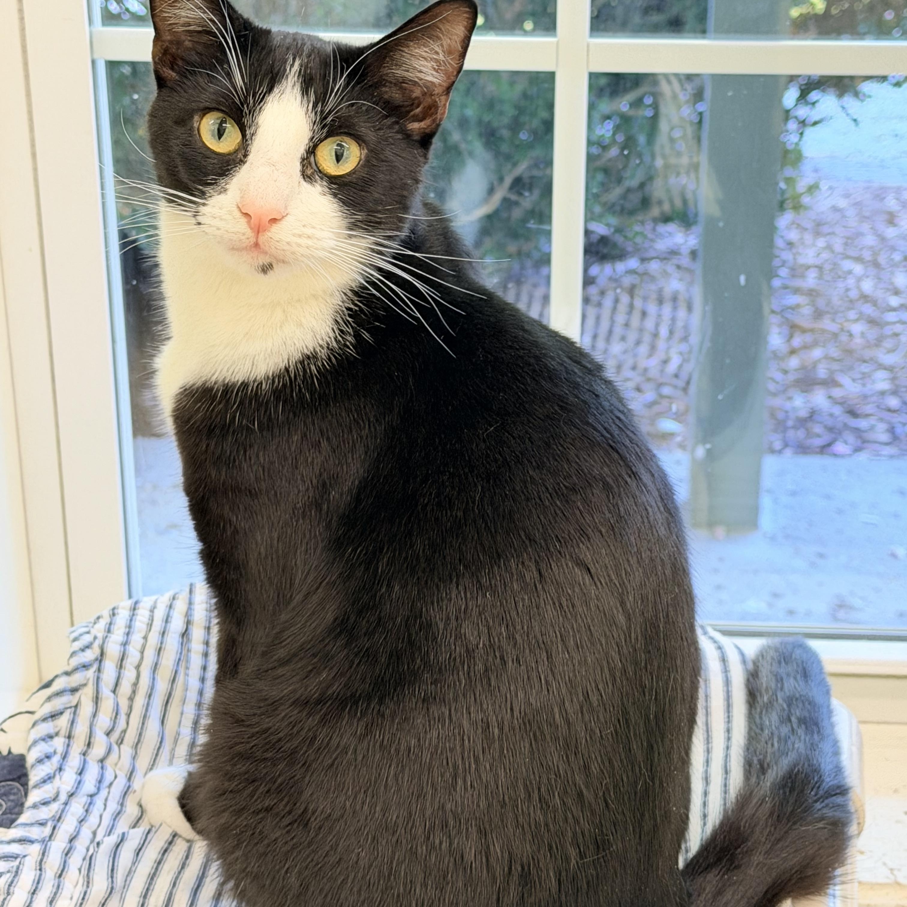 Enlarge Clyde, a ADOPTABLE Domestic Short Hair in Pawleys Island, SC image 2/4
