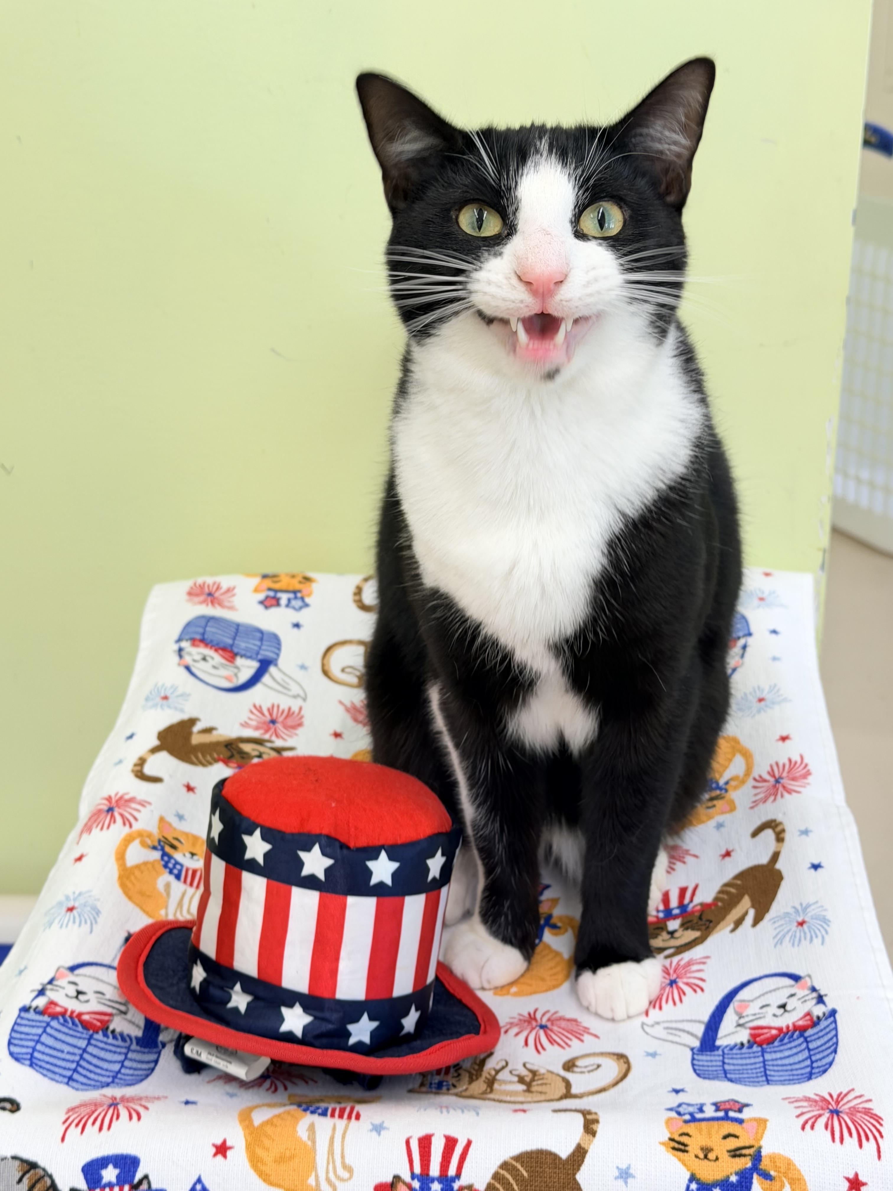 Enlarge Clyde, a ADOPTABLE Domestic Short Hair in Pawleys Island, SC image 4/4