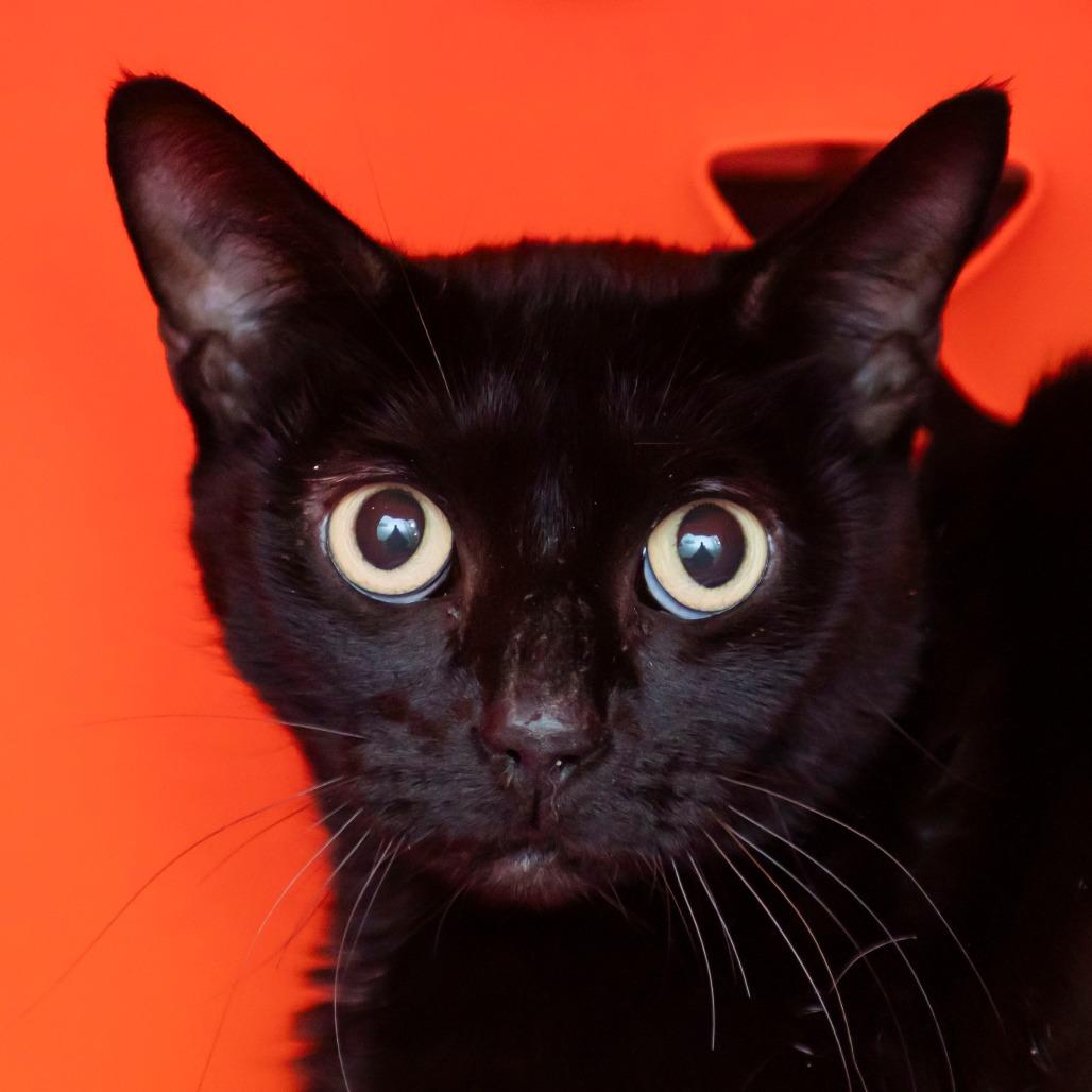 Yuko, Adoptable, Adult Female Domestic Short Hair.