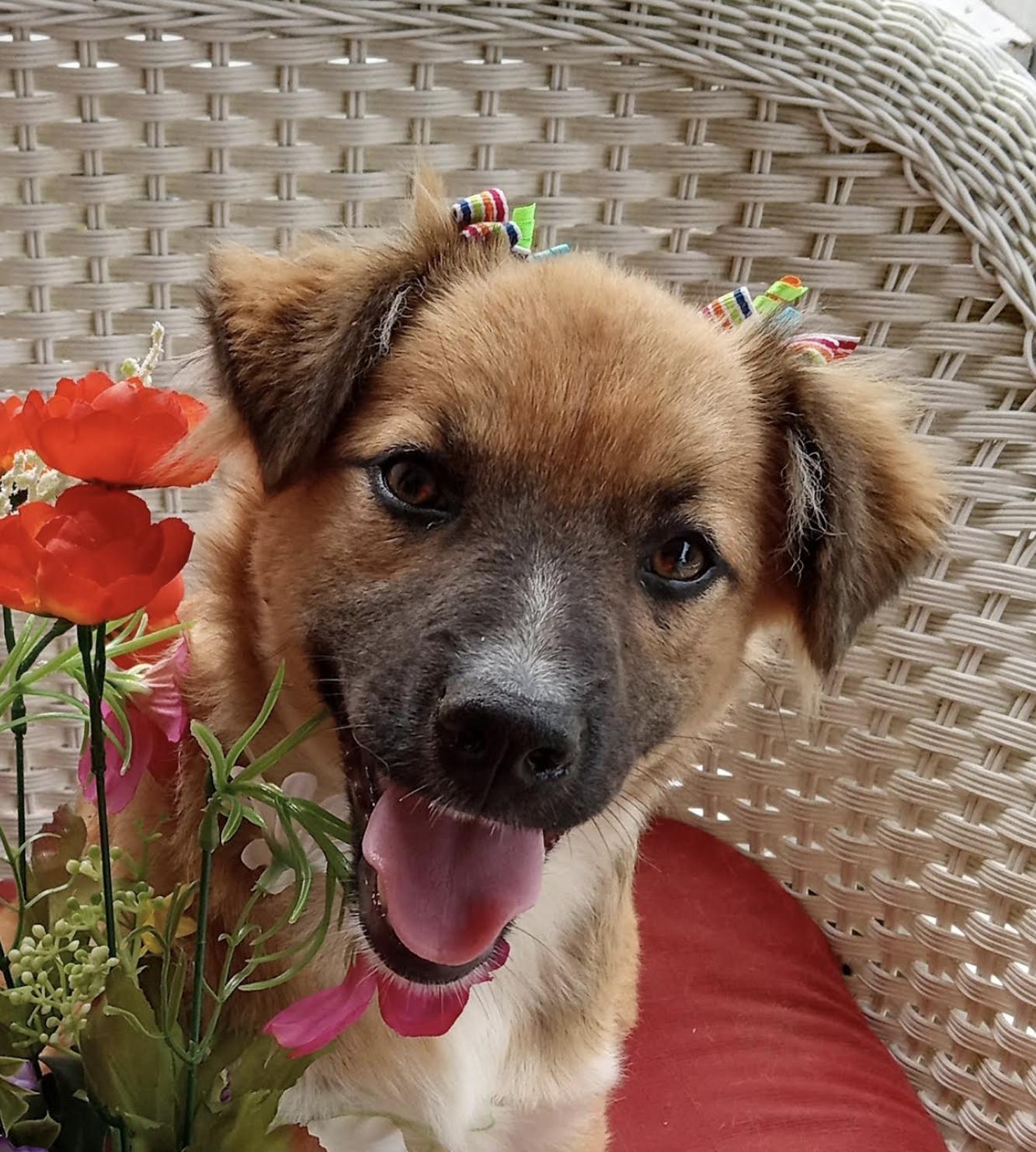 Dog for adoption Eleanor Edward coming to NE this week!, an