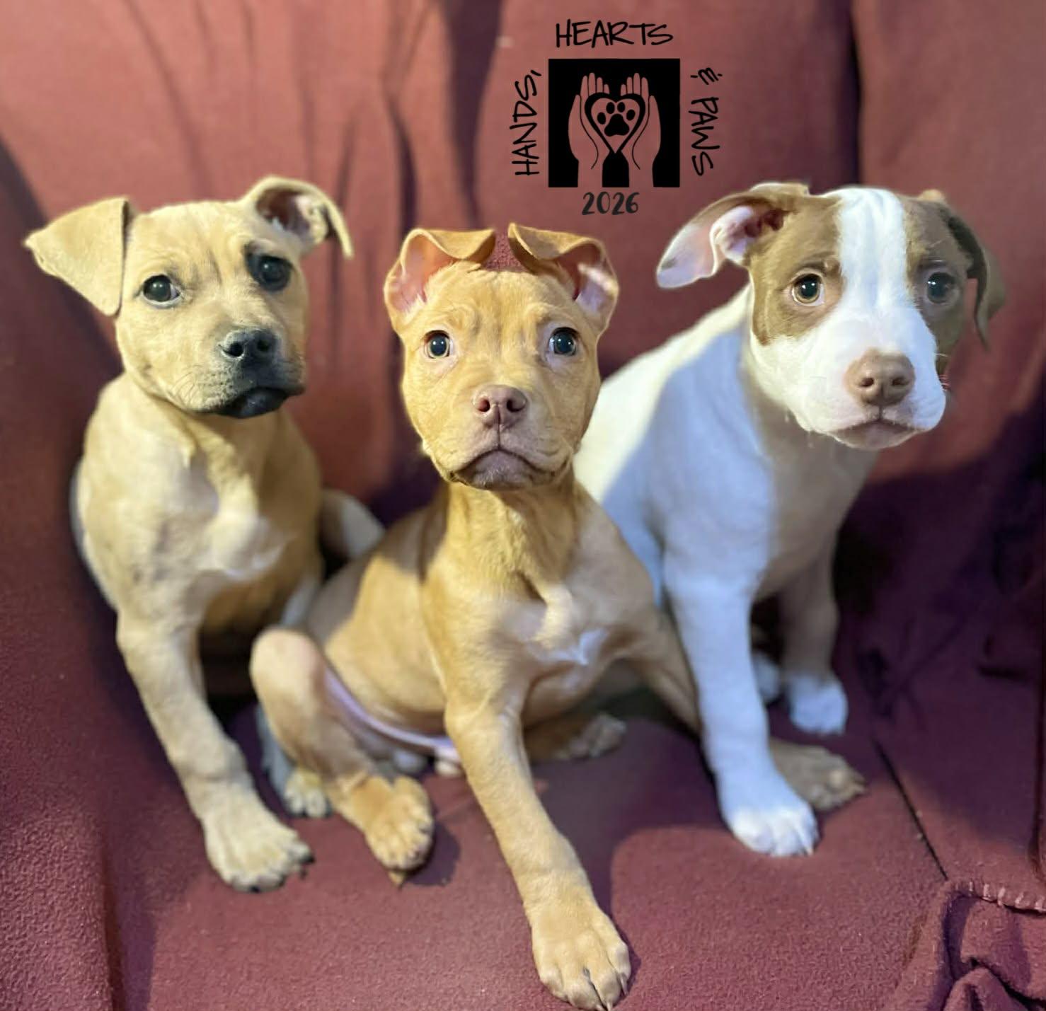 Enlarge Lamb, an adoptable mixed breed in Omaha, NE image 2/3