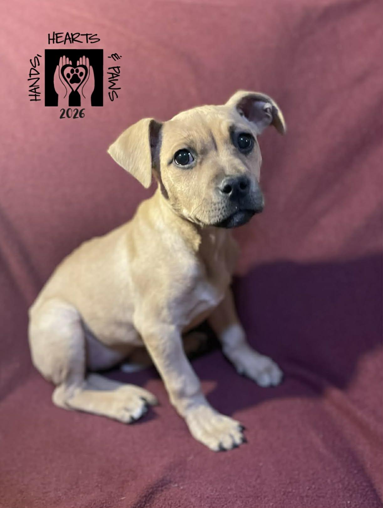 Lamb, adoptable, Puppy Female Terrier.