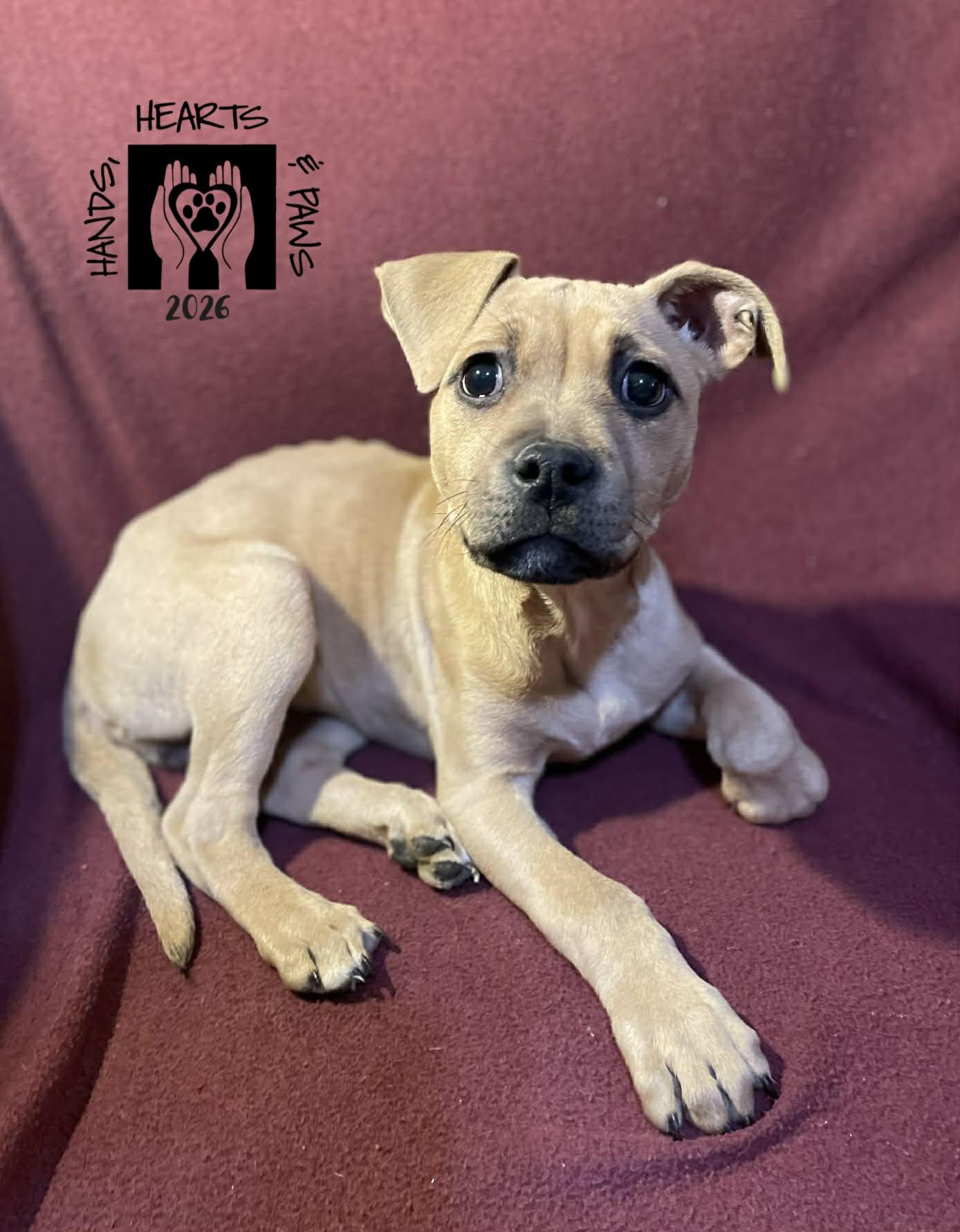 Enlarge Lamb, an adoptable mixed breed in Omaha, NE image 3/3