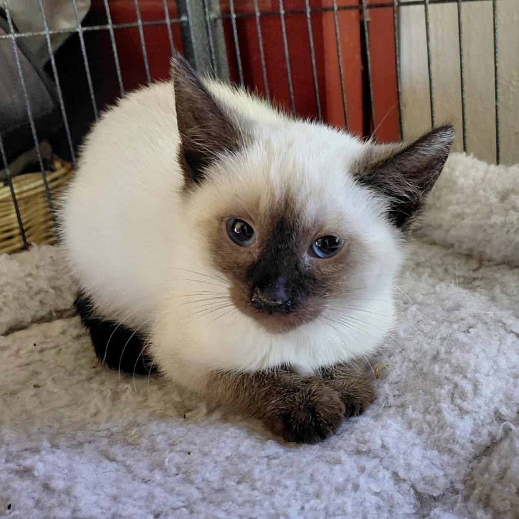 Enlarge SAKURA, a Adoptable mixed breed in Willows, CA image 1/1