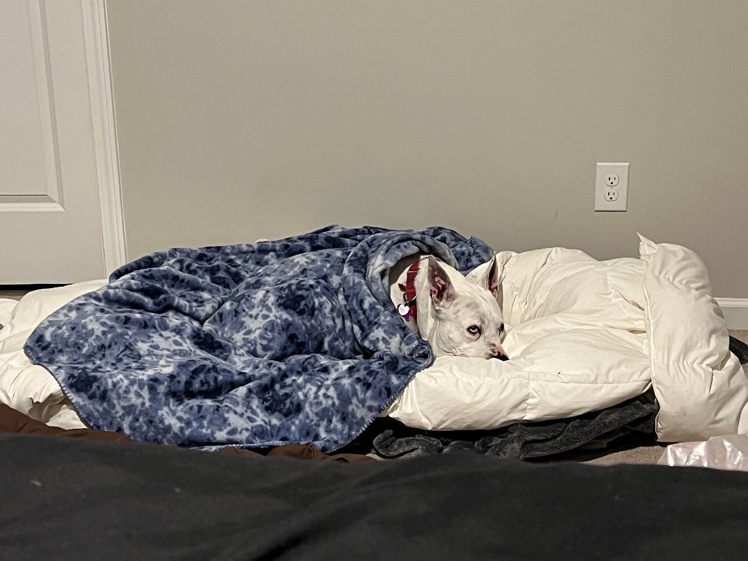 Enlarge Anastasia, a Adoptable mixed breed in Cumming, GA image 5/6