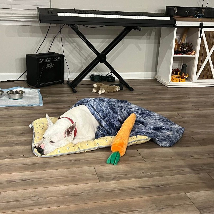 Enlarge Anastasia, a Adoptable mixed breed in Cumming, GA image 6/6