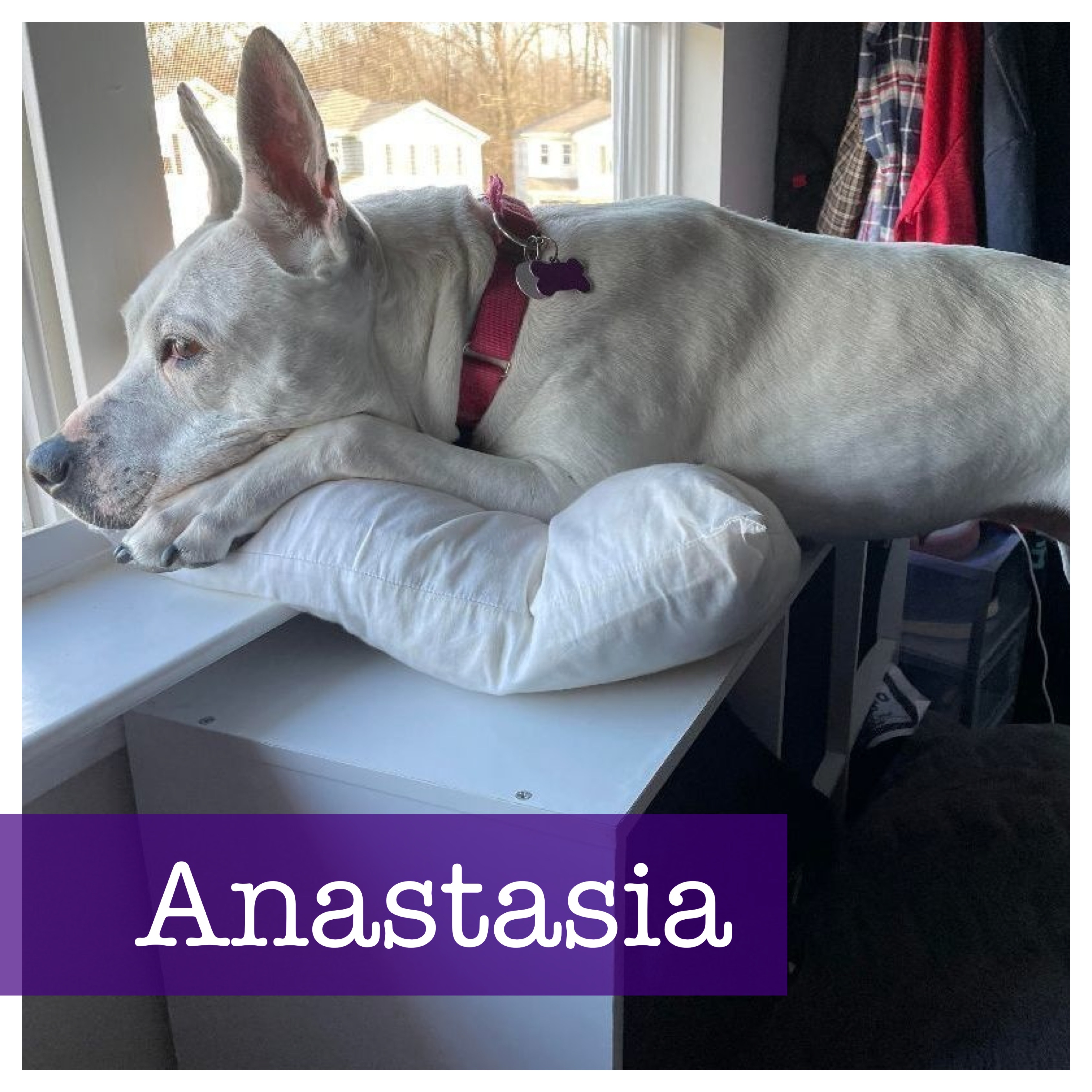 Enlarge Anastasia, a Adoptable mixed breed in Cumming, GA image 1/6