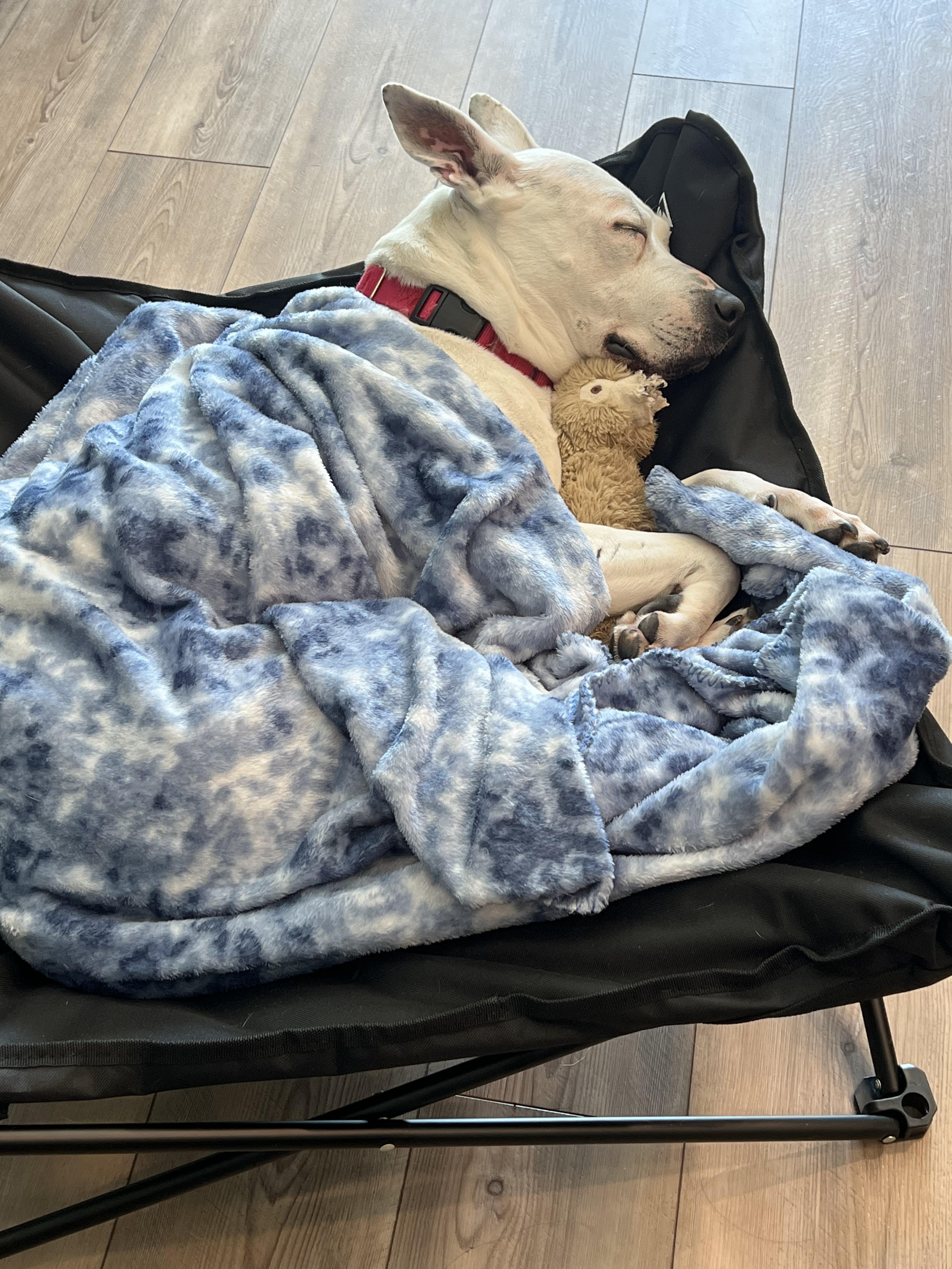 Enlarge Anastasia, a Adoptable mixed breed in Cumming, GA image 2/6