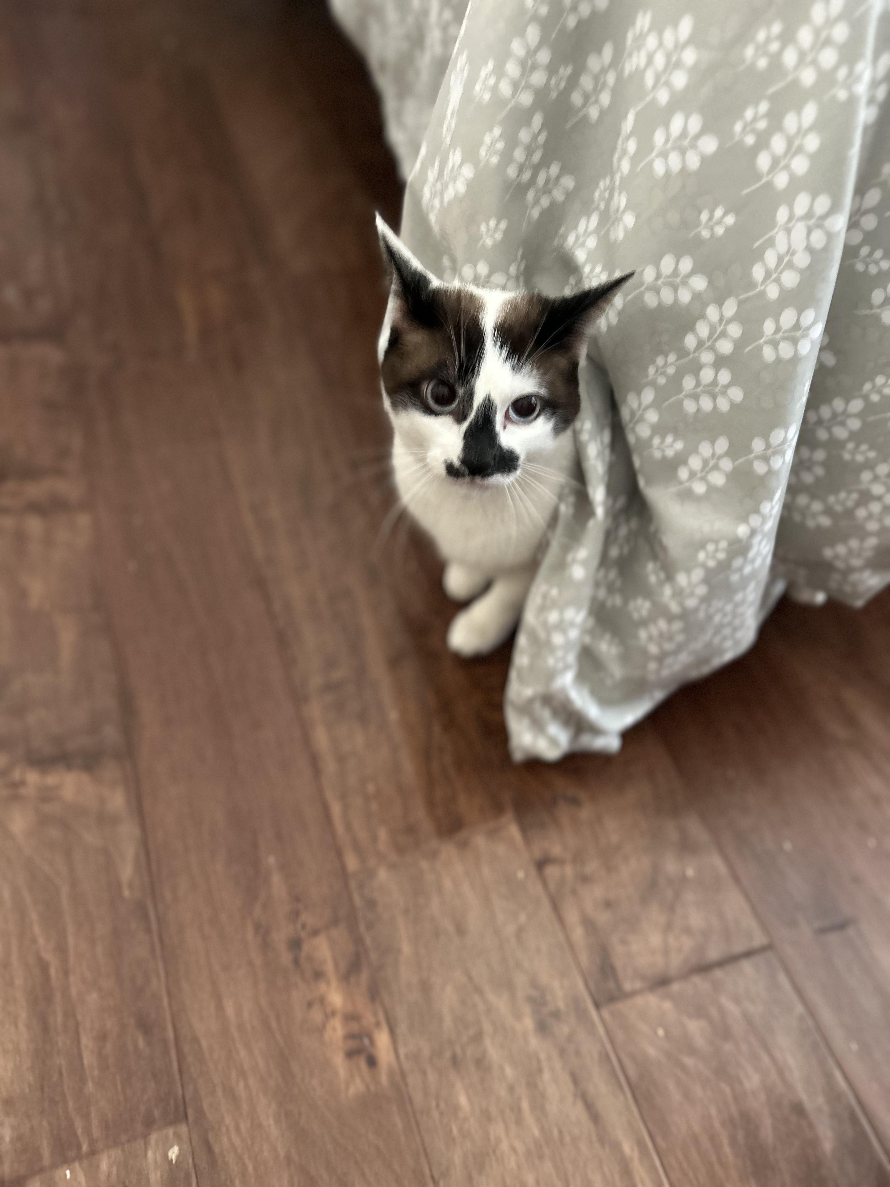 Enlarge Sunny II, a Adoptable American Shorthair in Poughkeepsie, NY image 5/5