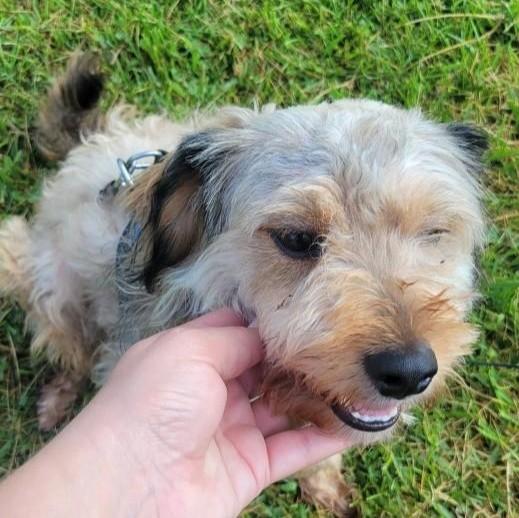 Bear and Fuzz, Adopted, Adult Male Norfolk Terrier & Terrier.
